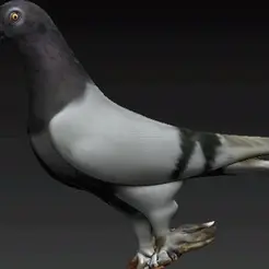 pigeon6-1.gif Pigeon