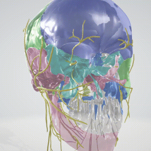 25-part 3D Complete Cranial nerves, Brain, Facial Skull, Neurology Anatomy Model