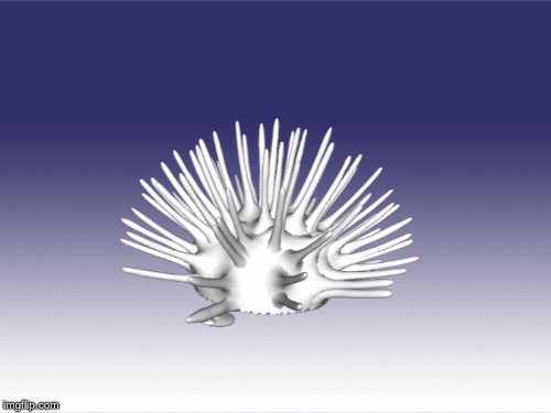 3q7rtb.gif Download OBJ file Sea Urchin • 3D printable object, Dsignrcmc