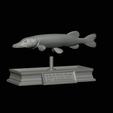 Pike-statue-5.gif fish Northern pike / Esox lucius statue detailed texture for 3d printing