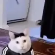 Slav-cat.gif SLAV HUH CAT - Fat and SLAV-dorable cat from the meme