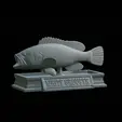 White-grouper-open-mouth-statue-5.gif fish white grouper / Epinephelus aeneus open mouth statue detailed texture for 3d printing