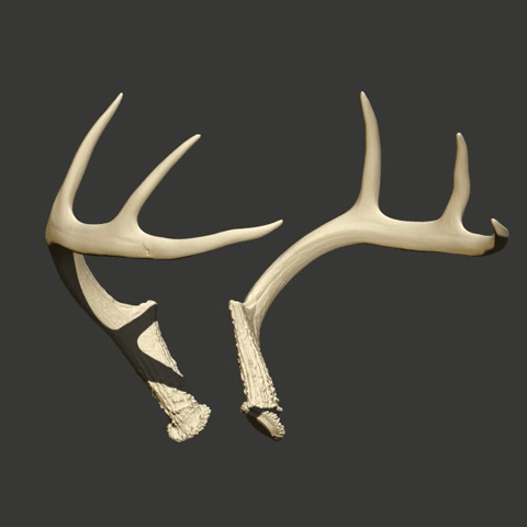 DeerAnlters.gif Whitetail Buck Deer Antler Set 2