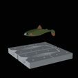 am-bait-pstruh-12cm.gif 2x AM bait fish 12cm / 16cm hoof form for predator fishing