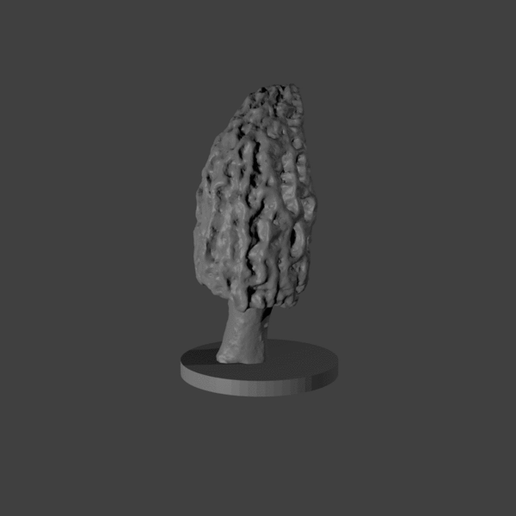 morel5-gif.gif morel #5