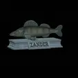 Zander-statue-4.gif fish zander / pikeperch / Sander lucioperca statue detailed texture for 3d printing