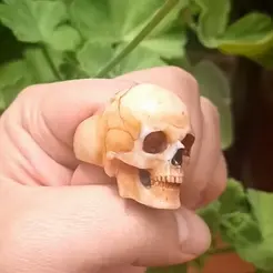 InShot_20230906_112245140.gif Skull Ring accurate