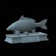carp-statue-5.gif fish carp / Cyprinus carpio statue detailed texture for 3d printing