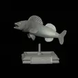zander-open-mouth-tocenej-3.gif fish zander / pikeperch / Sander lucioperca trophy statue detailed texture for 3d printing
