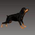 rottweiler-stl.gif Файл STL Бдительность ротвейлера・3D-печатная модель для загрузки