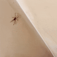 ezgif.com-optimize.gif Insekten- / Spinnenfänger / Fangbox