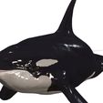 1-GIF.gif ORCA Killer Whale Dolphin FISH sea CREATURE 3D ANIMATED RIGGED MODEL