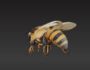 🐝 High-Detail Pollinator | Fuzzy Thorax & Striped Abdomen | Educational ...