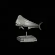 mahi-mahi-model-1-3.gif fish mahi mahi / common dolphin trophy statue detailed texture for 3d printing