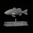 Bass-statue-6.gif fish Largemouth Bass / Micropterus salmoides statue detailed texture for 3d printing