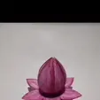 WhatsApp-Video-2023-02-14-at-8.27.45-AM-1.gif LOTUS FLOWER (lottus flower)