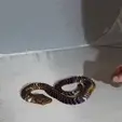 20220205_215919.gif ARTICULATED ROBOT SNAKE MALE print-in-place