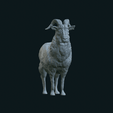 IMG_0203.gif Goat standing stl