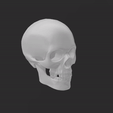 ezgif.com-gif-maker.gif Human Skull 3D Print Model