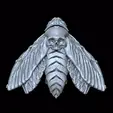 Video_1654020287.gif Death's Head Hawk Moth wings closed