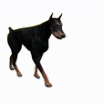 tinywow_1_31689203.gif DOG DOG DOWNLOAD Dóberman 3d model Animated for Blender - fbx - unity - maya - unreal - c4d - 3ds max - 3D printing DOBERMAN DOG DOG PET CANINE POLICE WOLF DOG