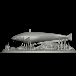 sumec-2.gif catfish / Siluriformes / sumec velký underwater statue detailed texture for 3d printing