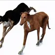 tinywow_MP4_31689452.gif DOG - DOWNLOAD Greyhound dog 3d model - Animated CANINE PET GUARDIAN WOLF HOUSE HOME GARDEN POLICE - 3D printing Greyhound DOG DOG DOG