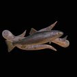 pstruh.gif rainbow trout underwater statue on the wall detailed texture for 3d printing