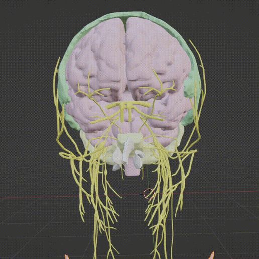 FULL-CRANIAL-NERVES-2.gif 3D Cranial nerves & Facial Skull Model