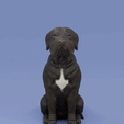 0001-0149cc.gif Sitting dog Cane corso - Italian Mastiff