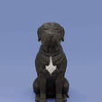 0001-0149cc.gif Perro sentado Cane corso - Mastín italiano