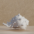 Coquille-de-conque.gif File : Shell reproduction - Conch shell in digital format