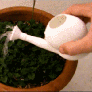 anim_arrosoir_300.gif gardening set