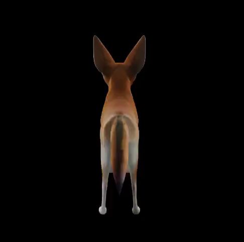 Fennec-Fox.mp4 Fennec Fox