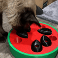 ZukoSiameseCatPlayingWithCatPuzzle.gif Watermelon Treat Puzzle Interactive Cat Toy with Multiple Difficulty Levels