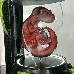 WhatsApp-Video-2022-12-11-at-23.48.59.gif STL file T-REX BABY CLONE・3D print object to download