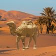 chameau-1.gif Camelus 🐫