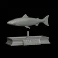Salmon-statue-6.gif Atlantic salmon / salmo salar / losos obecný fish statue detailed texture for 3d printing