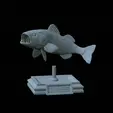 Bass-stocenej-2.gif fish bass trophy statue detailed texture for 3d printing