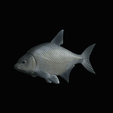 Bream-fish-3.gif fish Common bream / Abramis brama solo model detailed texture for 3d printing
