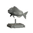 Dentex-trophy-3.gif fish Common dentex / dentex dentex trophy statue detailed texture for 3d printing