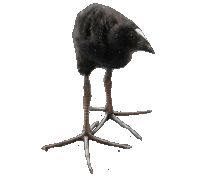 bird-pukeko.gif Pukeko (DAMN bird)