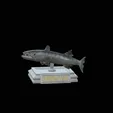 Barracuda-huba-trophy.gif fish great barracuda statue detailed texture for 3d printing