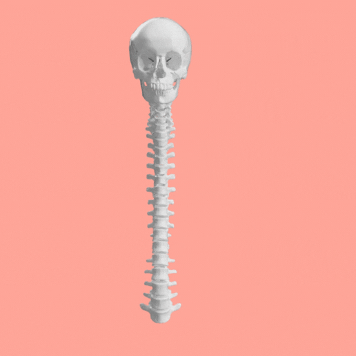 💀 AXIAL SKELETON SEGMENTED・ 3D File for 3D printing・Cults