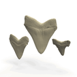 ezgif.com-animated-gif-maker-1.gif PACOTE 3 DENTE DE TUBARÃO MEGALODON - DIGITALIZAÇÃO 3D