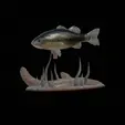 bass-na-podstavci-4.gif bass 2.0 underwater statue detailed texture for 3d printing