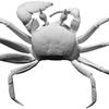 Ghost-Crab.gif Archivo STL gratuito Cangrejo Fantasma・Objeto para descargar e imprimir en 3D, ThreeDScans