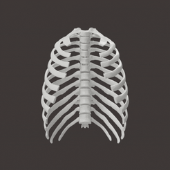 Ribs best 3D printing models・44 designs to download・Cults
