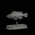 White-grouper-statue-6.gif fish white grouper / Epinephelus aeneus statue detailed texture for 3d printing