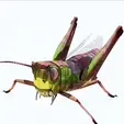 tinywow_video-mp4_44288643.gif DOWNLOAD Grasshopper 3D MODEL - ANIMATED - INSECT Raptor Linheraptor MICRO BEE FLYING - POKÉMON - DRAGON - Grasshopper - OBJ - FBX - 3D PRINTING - 3D PROJECT - GAME READY-3DSMAX-C4D-MAYA-BLENDER-UNITY-UNREAL - DINOSAUR -